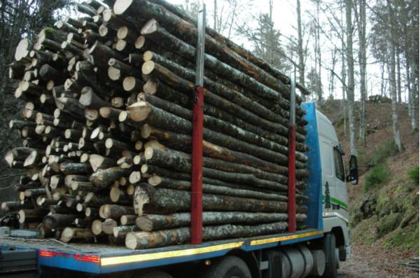 Cansiglio, i tronchi tagliati caricati su un camion per il trasporto - Foto di Pier Paolo De Biasio