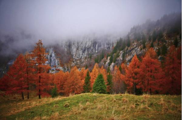 Autunno nei boschi di Promosio - Foto di Giorgio Comuzzi