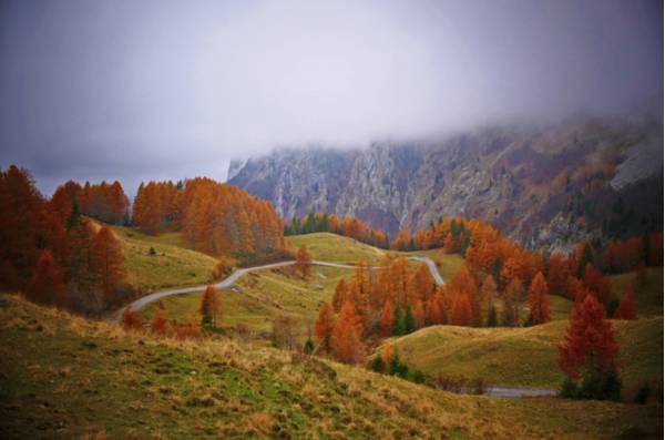 I boschi di larice in veste autunnale sulla strada per Promosio - Foto di Giorgio Comuzzi